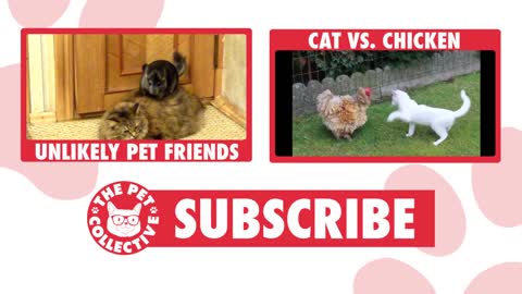 Funny Cats Video Must Watch and Share