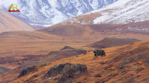 येति का अस्तित्व Yeti Mysterious story हिममानव के रहस्य को सुलझाने का दावा Adbhut Rahasya