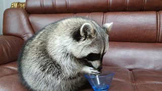 Raccoon gives the bowl to his sister with both hands, and she gives it back to her.