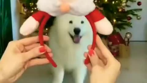 Cute dog Merry Christmas day special