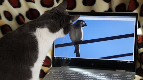 Cat & Bird funny video