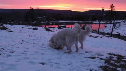 Perros guardianes juegan a la pelea durante un impactante amanecer