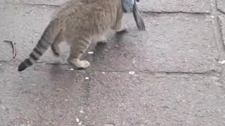 The cat attacked the pigeon