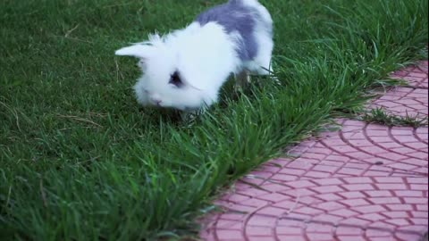 Cute Rabbit Videos | Animal Videos For Mind Relaxing