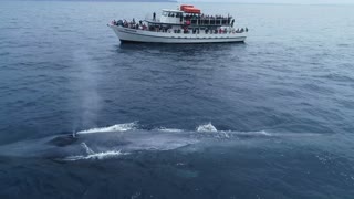 Drone Shows That Blue Whale Is Larger Than An 87ft Boat