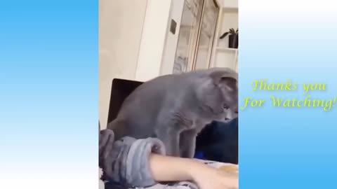 cats satisfaction, cats funny video