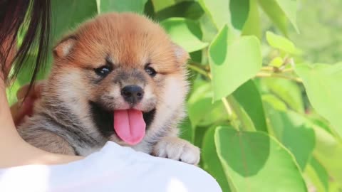 What's it like to have a very healing shiba Inu baby?