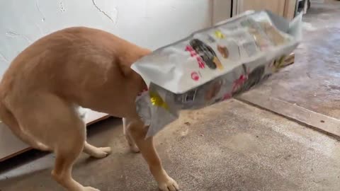 cute puppy With Bag On Head