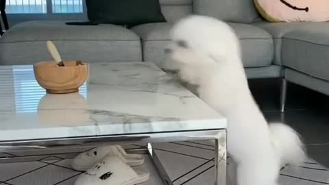 The little white dog plays with the owner of the house in a funny way. He wants to taste the food