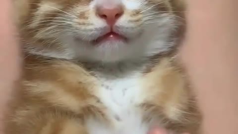 Beautiful cat can't wake up.