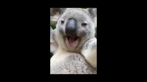 Funny scene of a koala screaming from a tree