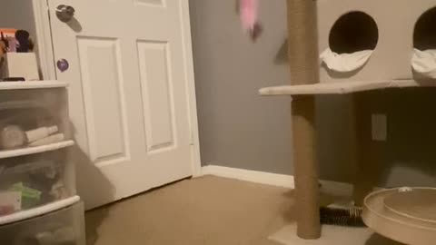 Cat playing and jumping