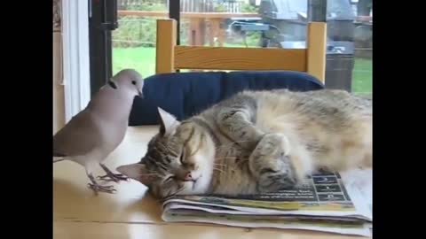 Cat sleeping soundly, disturbed by birds