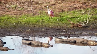 Gators Are Fast Mr. Spoonbill!