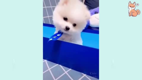 Cute Pets And Funny Animals Compilation 2021 #18