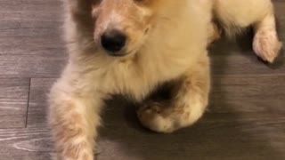 Boomerang of white dog on hard wood floor ear twitch