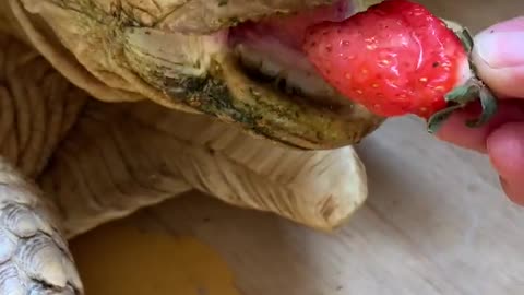 Cute animal Turtle tortoise having strawberry