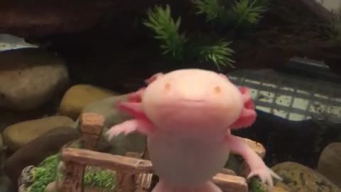 Awesome Albino Axolotl