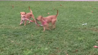 Puppy Decides To Walk The New Puppy On A Leash