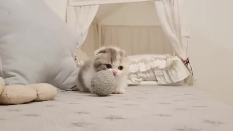 cute kitten love cats