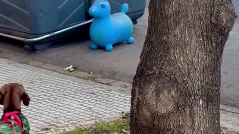 Dachshund Defends Owner From Blue Pony Statues