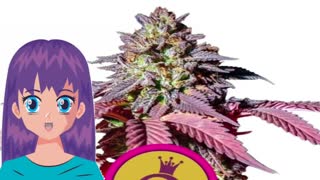 Purple Queen – Royal Queen Seeds