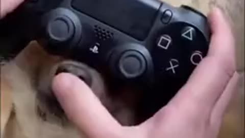 How To Play PlayStation with your dog