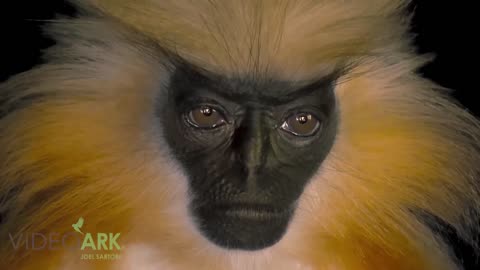 Golden Langur (Trachypithecus geei) at the Assam State Zoo