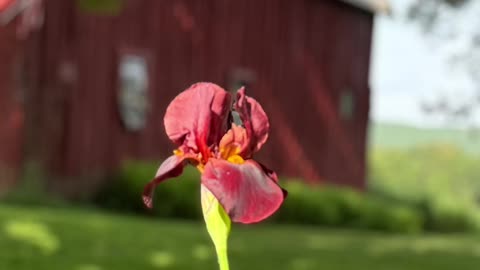 Beautiful Blooms