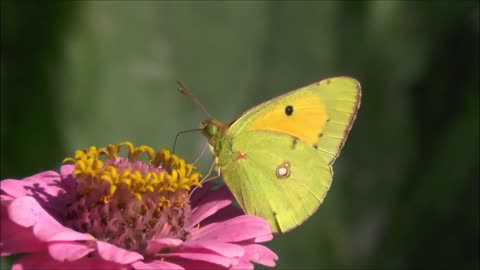 Beautiful yellow 🦋