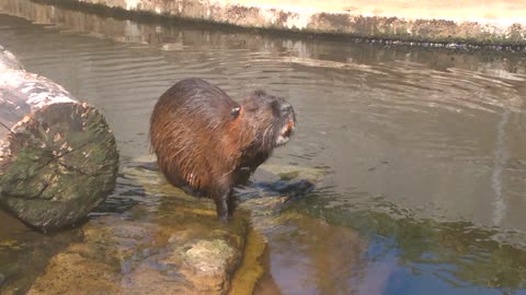 Extremely Itchy Beaver