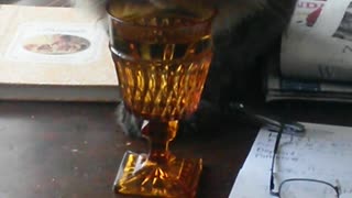 Manx cat drinks water from wine glass
