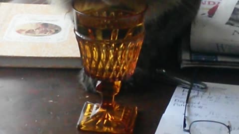 Manx cat drinks water from wine glass