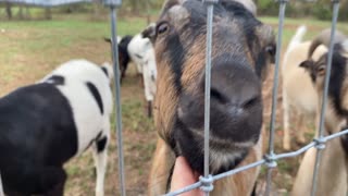 Goats Arrive in PA!!! 10.2020