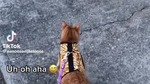 top 5 funny cats of tiktok😂 😹😺