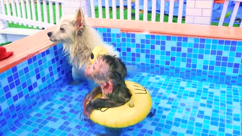 Satisfying video Cute Monkey animals - Zoey Monkey Go Swimming With Turtle , Fish , Puppy