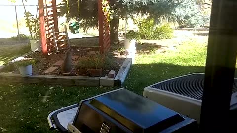 Moment Five Bobcats Chill Out In Colorado Familys Back Garden