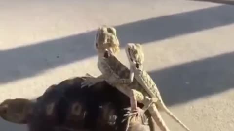 Safe ride on tortoise back