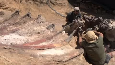 Some of the largest dinosaur fossils discovered in Portugal
