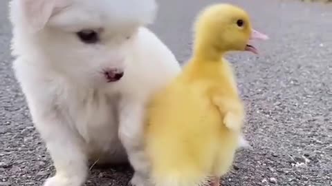Cutie dog and ducki chillin around