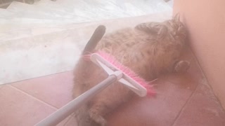 Cat Gets Groomed with a Broom