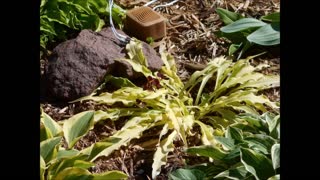 Dancing in the Breeze Little Miss Magic Hosta