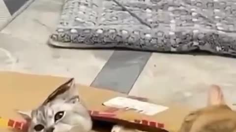 Cat helps it's beloved cat stuck in box.True love😍