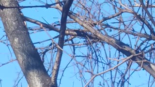 Woodpecker kissena park.