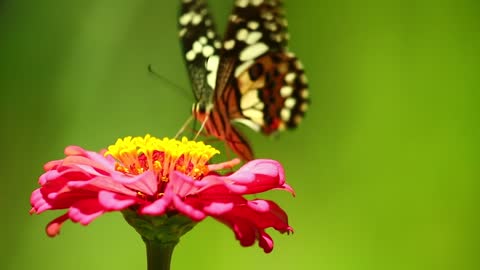 Butterfly with wonderful colours moving between flowers