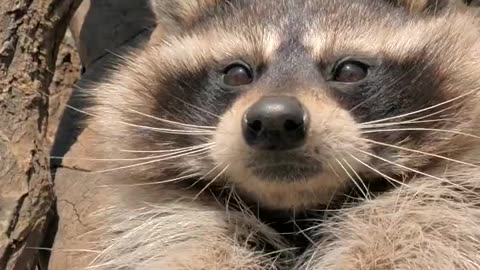 Raccoon Wildlife NaturePhotography #UrbanWildlife #CuteAnimals #RaccoonLove