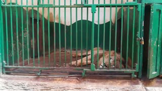 Male Lion Too Tired To Great Zoo Visitors