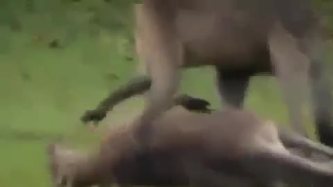 Kangaroo fighting video