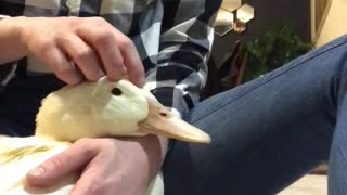 Pet duck adorably begs owner for more cuddles