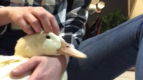Pet duck adorably begs owner for more cuddles